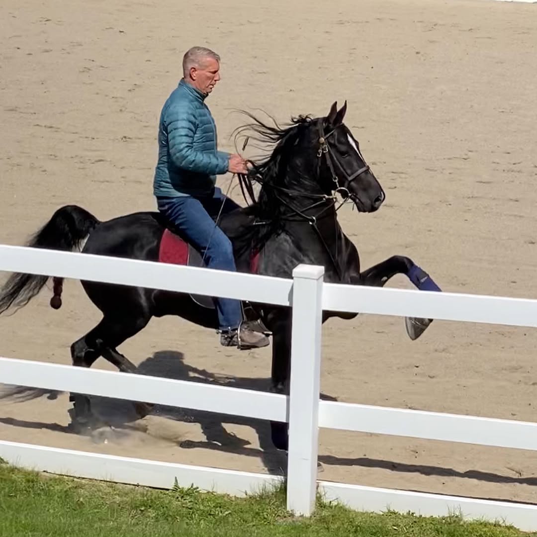 Morgan horse available at Rand Stables