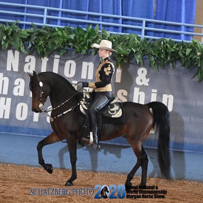 Morgan horse available at Rand Stables