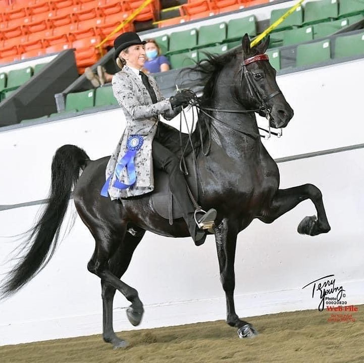 Morgan horse available at Rand Stables