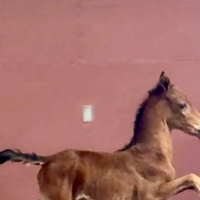 Photo by David Rand on April 08, 2026. May be an image of foal and text.
