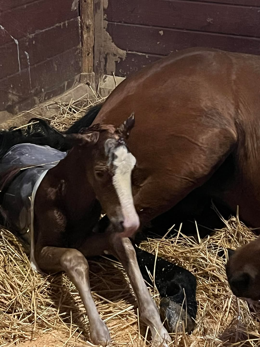 Welcome to the world little Guy 💙⭐️ our life is full , and so busy …. Grateful that some how it all works out ❤️ Jas and boys stayed home from the show due...